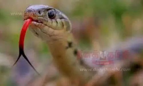 பாம்பு கடித்து பெண் பலி பாம்பு கடித்து பெண் பலி