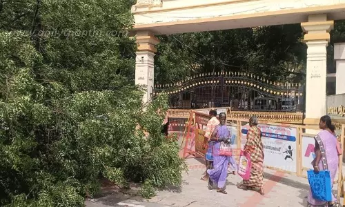 நெல்லை கலெக்டர் அலுவலகம் முன்பு பலத்த காற்றுக்கு மரம் வேரோடு சாய்ந்தது