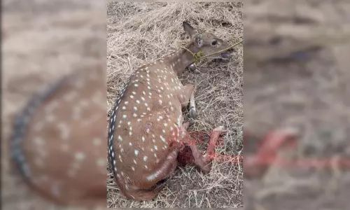 புள்ளிமானை கடித்து கொன்ற தெருநாய்கள்