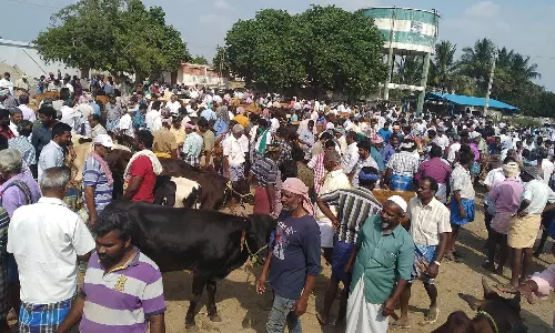 வரத்து அதிகரிப்பால் மாடுகள் விலை வீழ்ச்சி