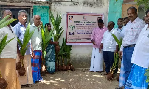 300 பேருக்கு தென்னங்கன்றுகள்