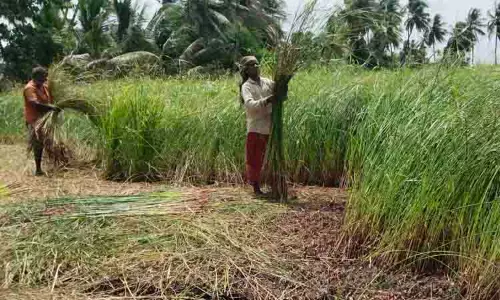 கோரை பயிர் அறுவடை