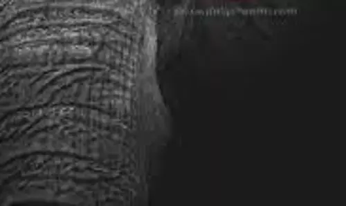 மாந்தோப்புகளுக்குள் ஒற்றை யானை அட்டகாசம் மாந்தோப்புகளுக்குள் ஒற்றை யானை அட்டகாசம்