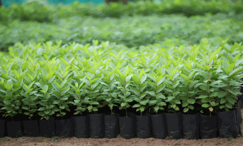 பொதுமக்களுக்கு இலவசமாக வழங்க 1 லட்சம் மரக்கன்றுகள் தயார் பொதுமக்களுக்கு இலவசமாக வழங்க 1 லட்சம் மரக்கன்றுகள் தயார்