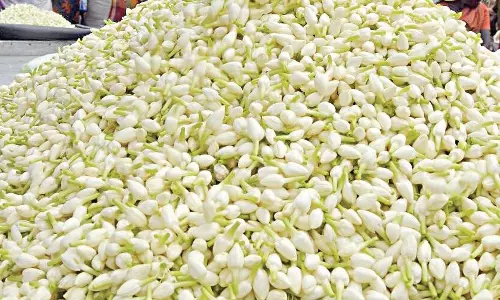 சத்தியமங்கலம் மார்க்கெட்டில் மல்லிகைப்பூ கிலோ ரூ.927-க்கு ஏலம் சத்தியமங்கலம் மார்க்கெட்டில் மல்லிகைப்பூ கிலோ ரூ.927-க்கு ஏலம்