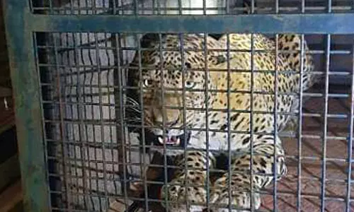 டி.நரசிப்புராவில் அட்டகாசம் செய்து வந்த சிறுத்தை கூண்டில் சிக்கியது டி.நரசிப்புராவில் அட்டகாசம் செய்து வந்த சிறுத்தை கூண்டில் சிக்கியது