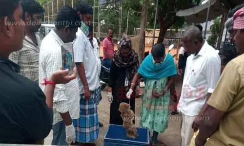 மீன் கடைகளில் அதிகாரிகள் திடீர் சோதனை