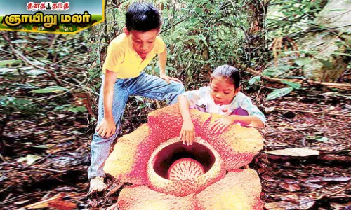 உலகின் மிகப்பெரிய பூக்கள்