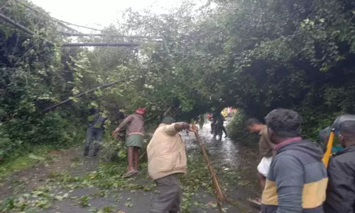 கூடலூர், பந்தலூர் தாலுகா பகுதியில் தொடர் மழையால் மண் சரிவு, மரங்கள் விழுந்தன -போக்குவரத்து பாதிப்பு