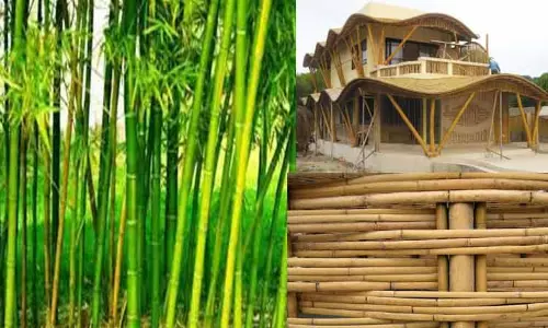 அதிகரிக்க வேண்டிய மூங்கில் பயன்பாடு அதிகரிக்க வேண்டிய மூங்கில் பயன்பாடு