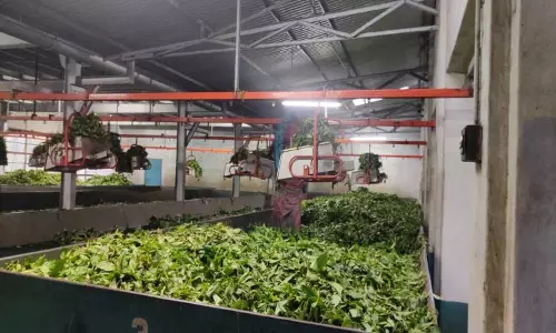 கோத்தகிரி பகுதியில் தொழிற்சாலைகளுக்கு பசுந்தேயிலை வரத்து அதிகரிப்பு-கொள்முதல் விலை வீழ்ச்சியால் விவசாயிகள் கவலை