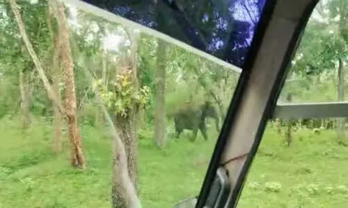 முதுமலையில் வனத்துறை வாகனத்தை காட்டு யானை விரட்டியதால் பரபரப்பு