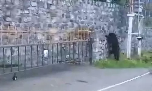 கோத்தகிரியில் குடியிருப்பு பகுதியில் கரடி உலா கோத்தகிரியில் குடியிருப்பு பகுதியில் கரடி உலா