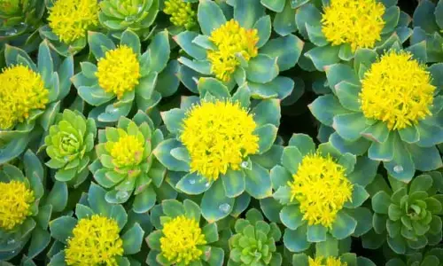 ராமாயண மூலிகை ராமாயண மூலிகை