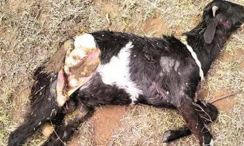 வெறிநாய்கள் கடித்து குதறியதில் 7 ஆடுகள் செத்தன