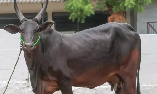 ரூ.22 லட்சத்துக்கு மாடுகள் விற்பனை