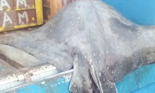 விற்பனைக்காக வந்திருந்த 45 கிலோ ராட்சத திருக்கை மீன்