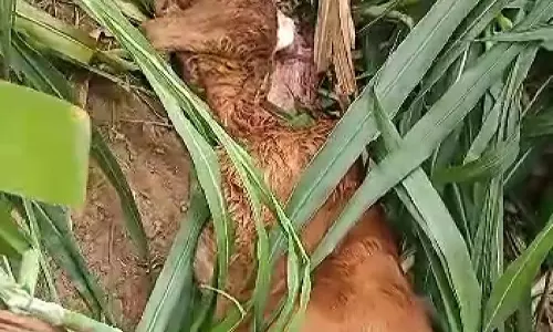 டி.என்.பாளையம் அருகே கன்றுக்குட்டியை கடித்து கொன்ற சிறுத்தைப்புலி டி.என்.பாளையம் அருகே கன்றுக்குட்டியை கடித்து கொன்ற சிறுத்தைப்புலி