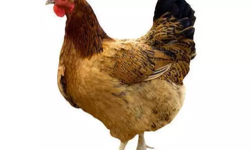 கோழி இறைச்சி விலை குறைந்தது