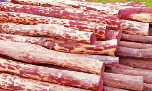 ஆந்திராவில் இருந்து சென்னைக்கு காரில் கடத்திய ரூ.15 லட்சம் செம்மரக்கட்டைகள் பறிமுதல்