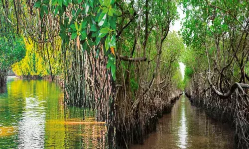 பூமியின் சிறுநீரகம்: அலையாத்தி காடுகள்