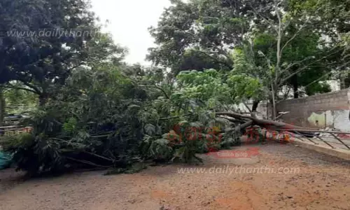 பலத்த காற்றில் மரம் வேரோடு சாய்ந்தது
