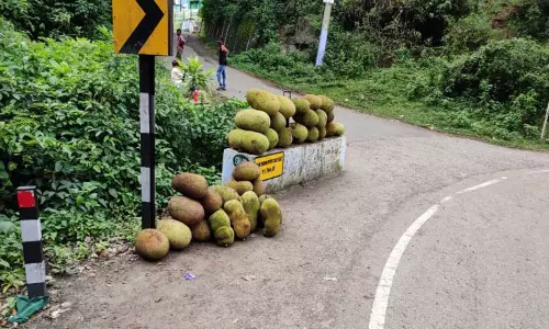 கோத்தகிரி -மேட்டுப்பாளையம் சாலையில் விற்பனைக்கு குவிந்துள்ள பலாப்பழங்கள்