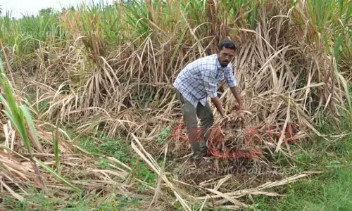 வேர் பூச்சி தாக்குதலால் காய்ந்து வரும் கரும்புகள்-விவசாயிகள் கவலை வேர் பூச்சி தாக்குதலால் காய்ந்து வரும் கரும்புகள்-விவசாயிகள் கவலை