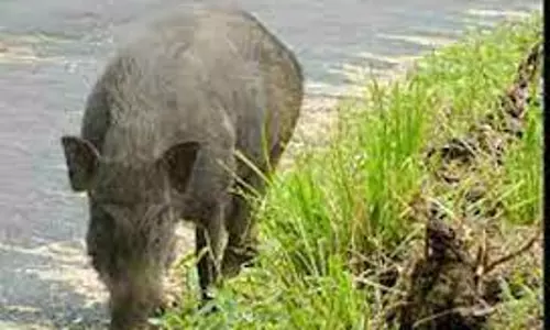 பயிர்களை சேதப்படுத்தும் காட்டுப்பன்றிகள்