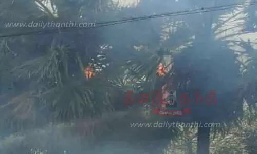 பனை மரங்கள் தீயில் எரிந்து நாசம் பனை மரங்கள் தீயில் எரிந்து நாசம்