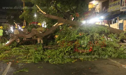திடீரென்று மரம் விழுந்ததால் போக்குவரத்து பாதிப்பு
