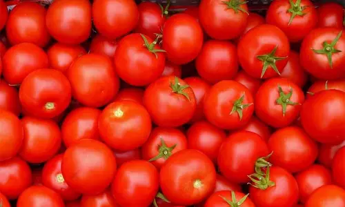 விளைநிலத்தில் புகுந்து 4 ஏக்கரில் தக்காளி திருட்டு; மர்ம நபர்கள் துணிகரம்