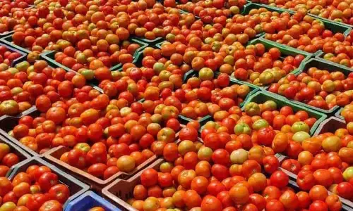 சென்னை கோயம்பேடு சந்தையில் இன்று தக்காளி விலை கிலோவுக்கு ரூ.15 உயர்வு..!