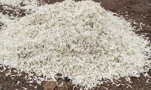 சாலையோரம் கொட்டப்பட்ட சம்பங்கி பூக்கள்