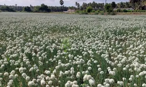 சின்ன வெங்காய விதை சாகுபடி தீவிரமாக செய்துவருகின்றனர்