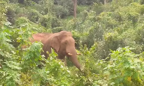 பந்தலூர் அருகே சாலையோரத்தில் காட்டு யானை நடமாட்டம்- வாகன ஓட்டிகளுக்கு வனத்துறை எச்சரிக்கை