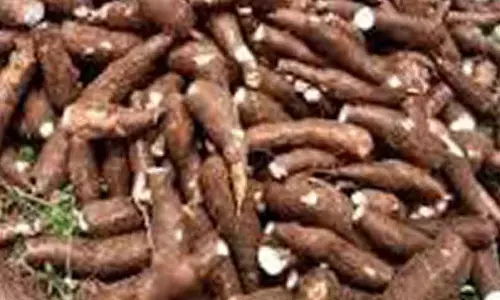 மரவள்ளிக்கிழங்கு டன் ரூ.14 ஆயிரத்துக்கு விற்பனை