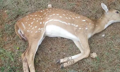 தெருநாய்கள் கடித்ததில் மான் செத்தது