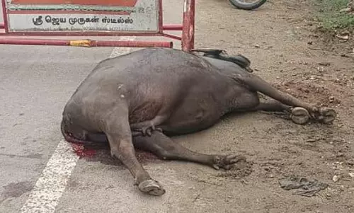 சாலையோரம் காயத்துடன் கிடந்த சினை எருமை சாவு