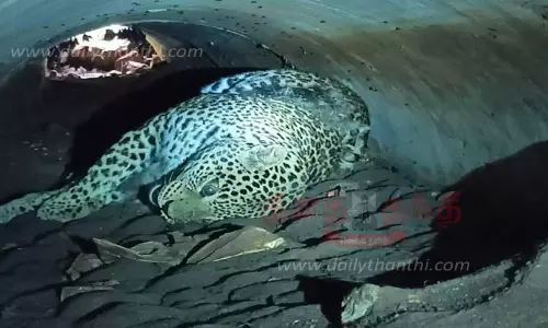 பெண் சிறுத்தை மர்ம சாவு பெண் சிறுத்தை மர்ம சாவு