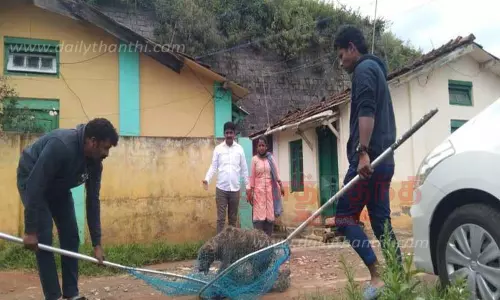 நீலகிரியில் 3,879 தெரு நாய்களுக்கு கருத்தடை