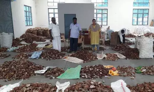 கொப்பரை உற்பத்திக்கு மாறும் விவசாயிகள்