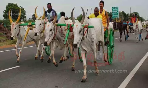 சீறிப்பாய்ந்த மாட்டு வண்டிகள்