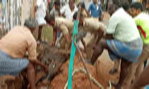 பள்ளத்தில் மாடு விழுந்தது