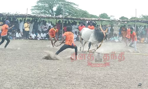 மஞ்சுவிரட்டில் சீறிப்பாய்ந்த காளைகள்
