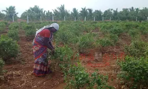 முகூர்த்த நாட்கள் இல்லாததால் மல்லிகைப்பூ விலை குறைவு
