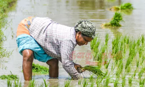 தஞ்சை மாவட்டத்தில் இலக்கை எட்டியது குறுவை சாகுபடி
