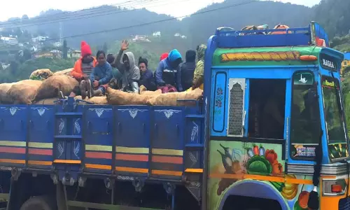 ஊட்டியில் லாரிகளில் ஆபத்தாக பயணம் செய்யும் தொழிலாளர்கள்-உரிய நடவடிக்கை எடுக்க சமூக ஆர்வலர்கள் கோரிக்கை