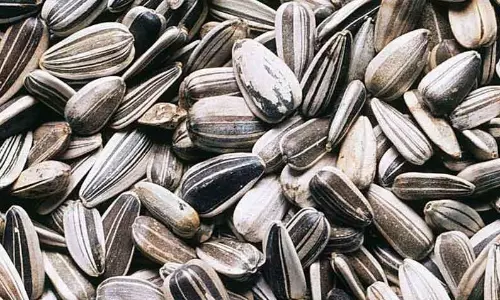 ரூ.15¾ லட்சத்துக்கு சூரியகாந்தி விதை ஏலம்