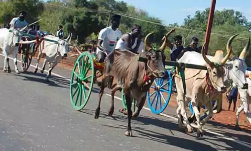 பெருநாழியில் நாளை மாட்டு வண்டிப்பந்தயம்